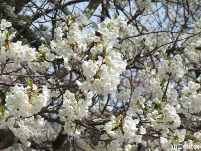 �w�������̃~�h�����V�m