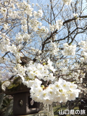 �w�������̃~�h�����V�m