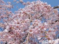 南明寺の糸桜