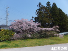 平安古のしだれ桜
