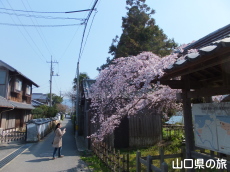 平安古の枝垂桜