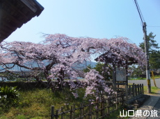 平安古の枝垂桜