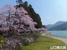 枝垂桜と橋本川