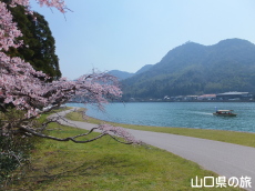 平安古の枝垂れ桜