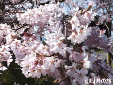 平安古の枝垂れ桜
