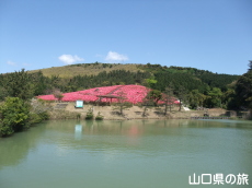 菅無田公園のキリシマツツジ