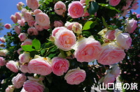 冠山総合公園のバラ