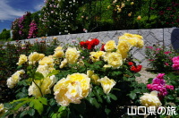 冠山総合公園のバラ