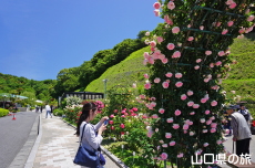 冠山総合公園のバラ