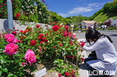 バラと旅相棒