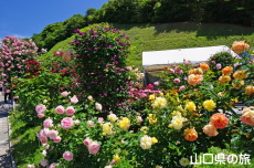 冠山総合公園のバラ