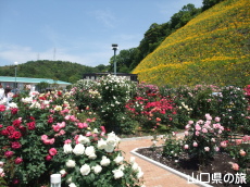 冠山総合公園のばら祭