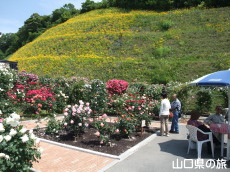 冠山総合公園のばら祭