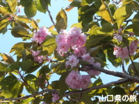 萩の平展望台の八重桜