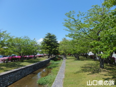 西河原緑地公園のつつじ