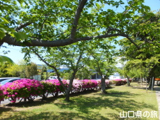 西河原緑地公園のつつじ