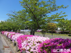西河原緑地公園のつつじ