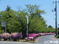 西河原緑地公園のつつじ