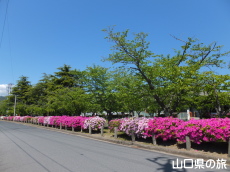 西河原緑地公園のつつじ