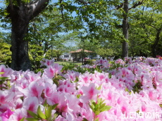 西河原緑地公園のつつじ