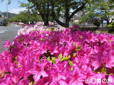 西河原緑地公園のつつじ