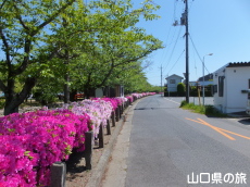 西河原緑地公園のつつじ