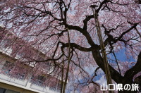 浅江小学校の枝垂桜