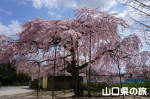 浅江小学校の枝垂桜