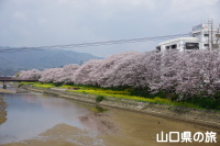 島田川河川公園の桜並木