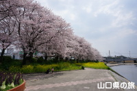島田川河川公園の桜並木