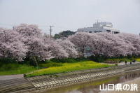 島田川河川公園の桜と菜の花