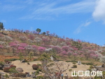 冠梅園
