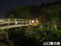 冠山総合公園の花菖蒲ライトアップ