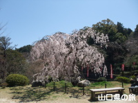 般若寺の枝垂桜
