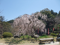 般若寺の枝垂桜