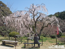 般若寺のしだれ桜