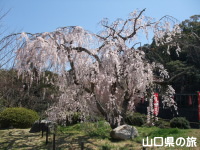般若寺の枝垂桜