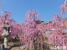 防府天満宮の枝垂れ梅