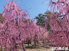 防府天満宮の枝垂れ梅
