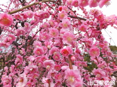 �h�{�V���{�̎}����~