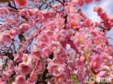 �h�{�V���{�̎}����~