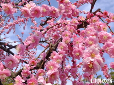 �h�{�V���{�̎}����~