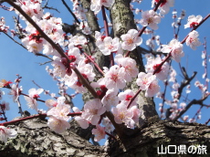 防府天満宮の梅