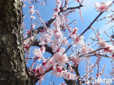 防府天満宮の梅