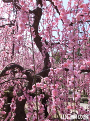 �h�{�V���{�̎}����~