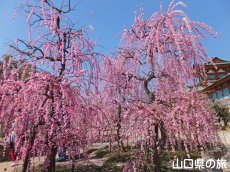 防府天満宮の枝垂れ梅