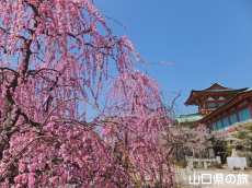 �h�{�V���{�̎}����~