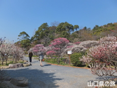 防府天満宮の梅