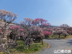 防府天満宮の梅
