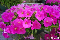 ��Βi�ԉ�L ����